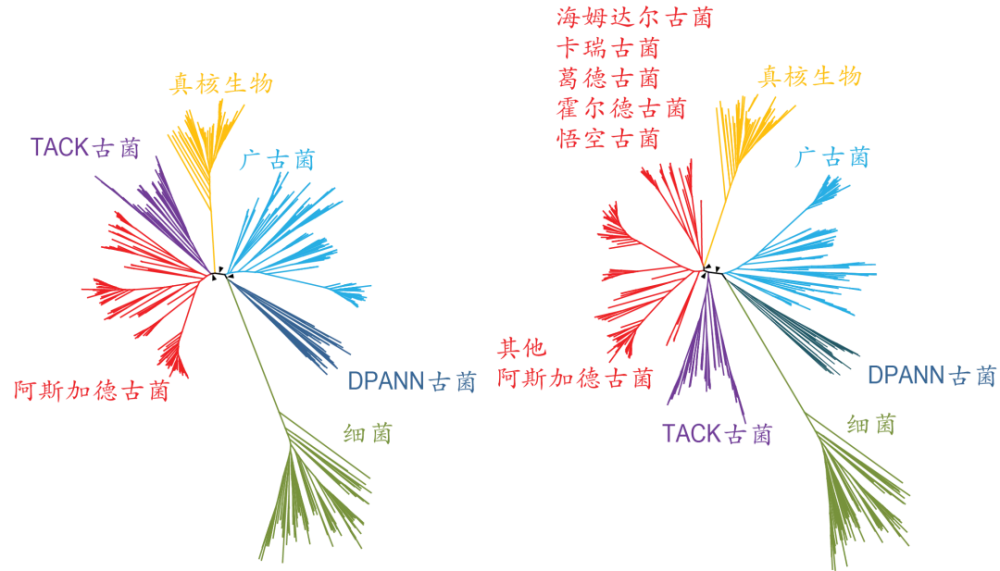 大树克隆出装最新_克隆模式木木出装_大树克隆出装