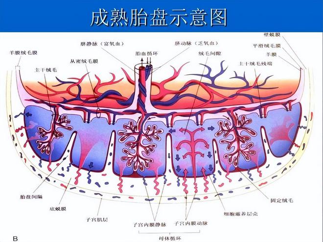 公孙离出装顺序最强2021_王者公孙离出装_公孙离出装顺序